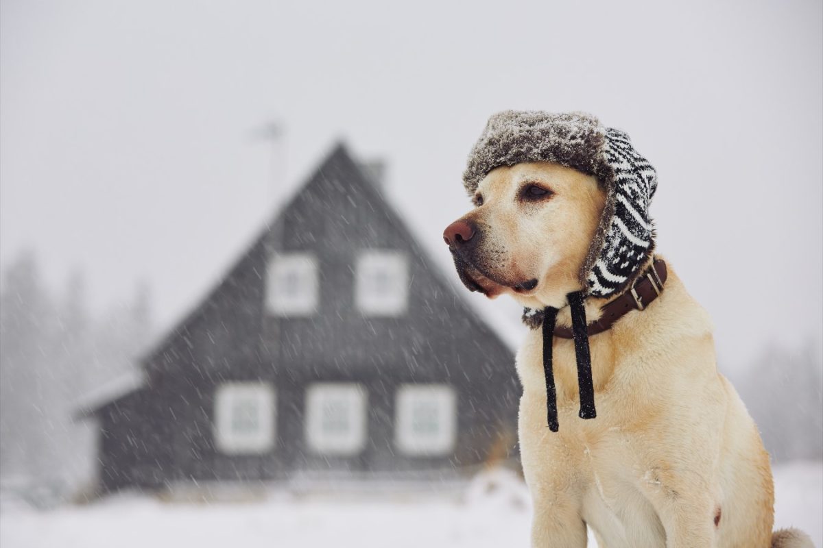 Dog with hat in cold