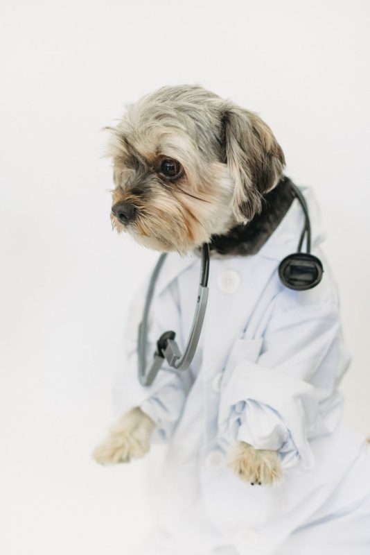 yorkshire terrier in physician robe with stethoscope on light background