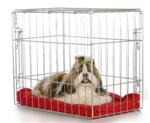 5 Steps to Crate Training Your Dog